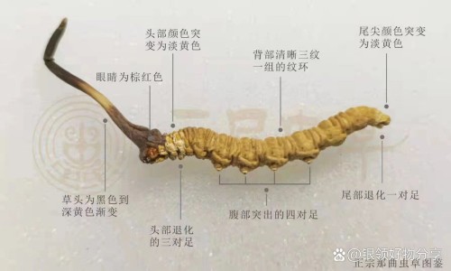 皂角米雪燕桃胶功效-雪燕桃胶功效网-分享雪燕桃胶功效与作用，桃胶雪燕的食用禁忌知识库
